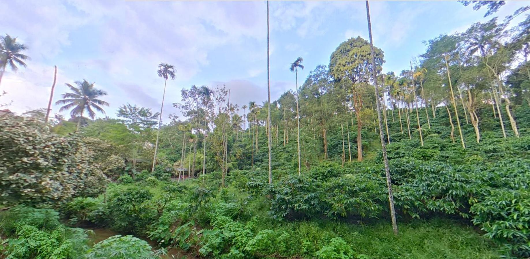 Wayanad Royal Stream Bed & Breakfast กัลปัตตา ภายนอก รูปภาพ