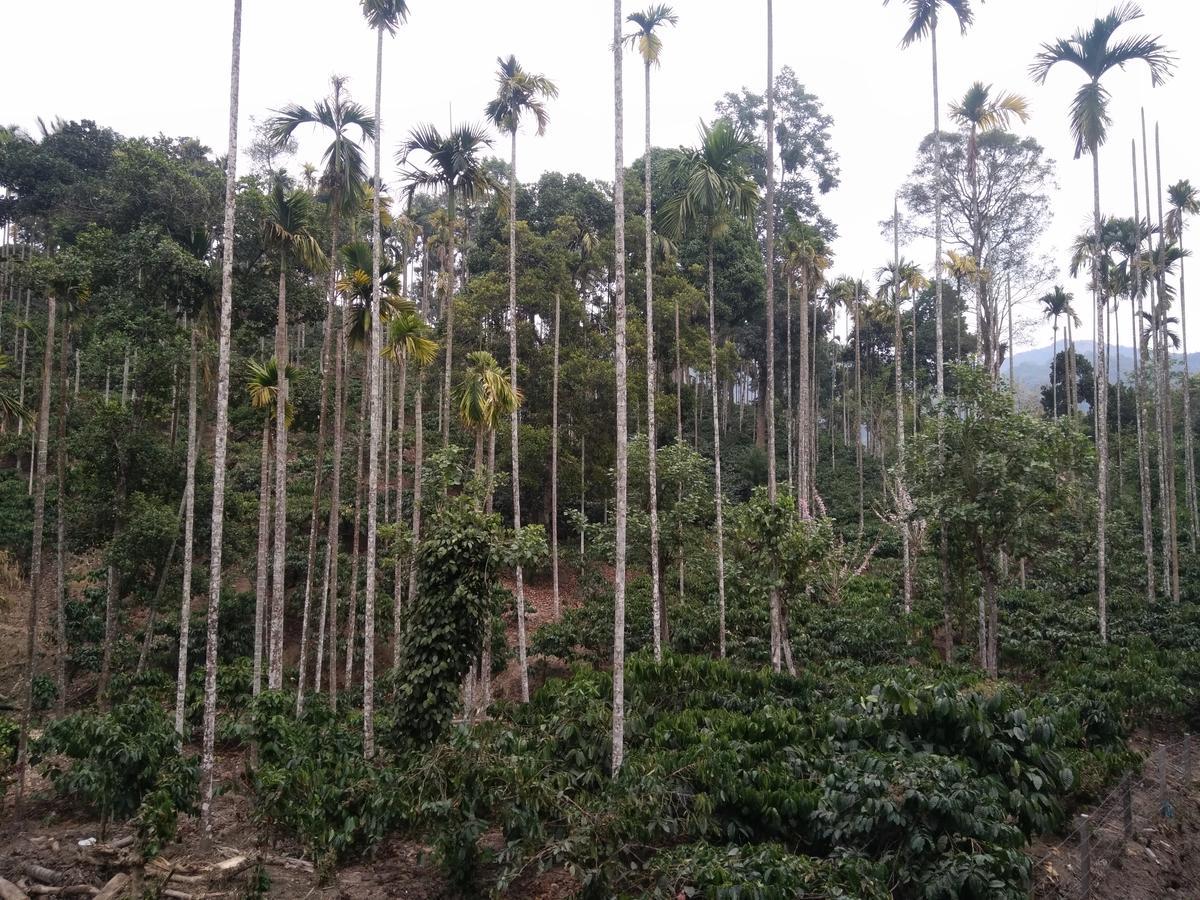 Wayanad Royal Stream Bed & Breakfast กัลปัตตา ภายนอก รูปภาพ